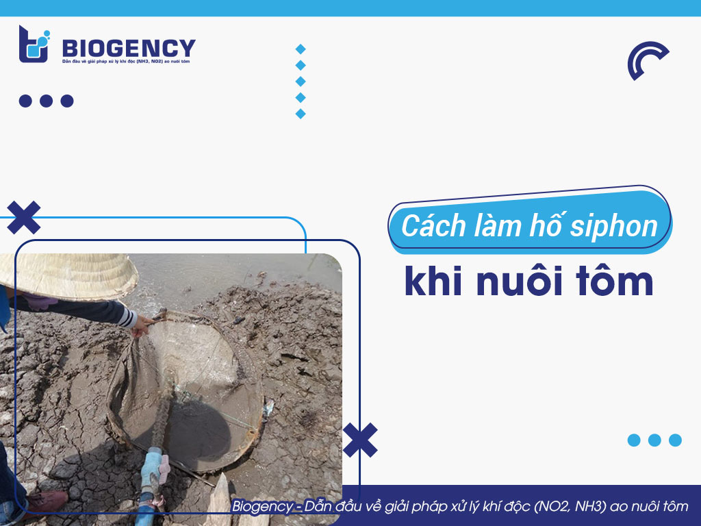 Cách làm hố siphon khi nuôi tôm