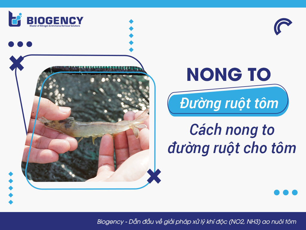 Nong to đường ruột tôm là gì? Cách nong to đường ruột cho tôm