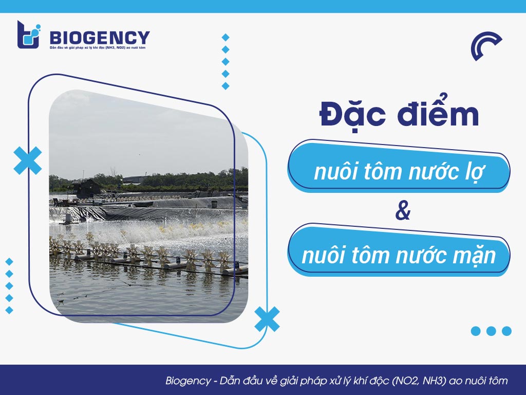 Đặc điểm nuôi tôm nước lợ và nuôi tôm nước mặn