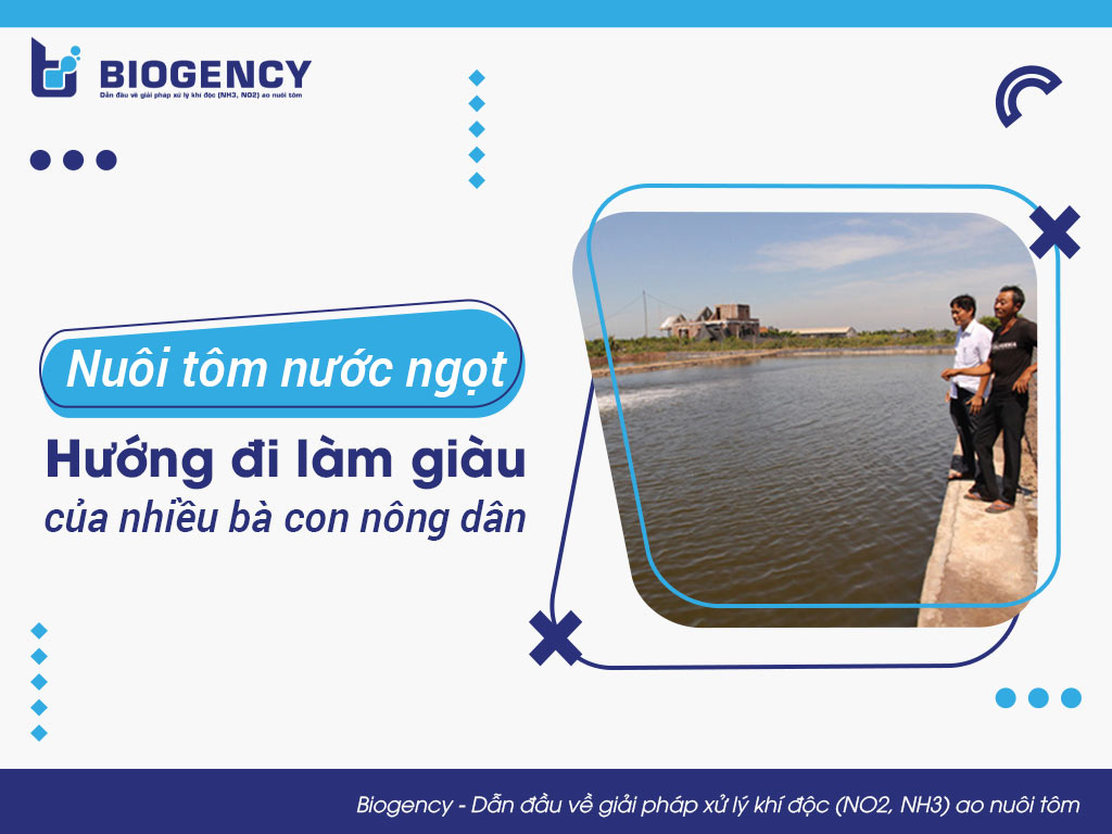 Nuôi tôm nước ngọt: Hướng đi làm giàu của nhiều bà con nông dân