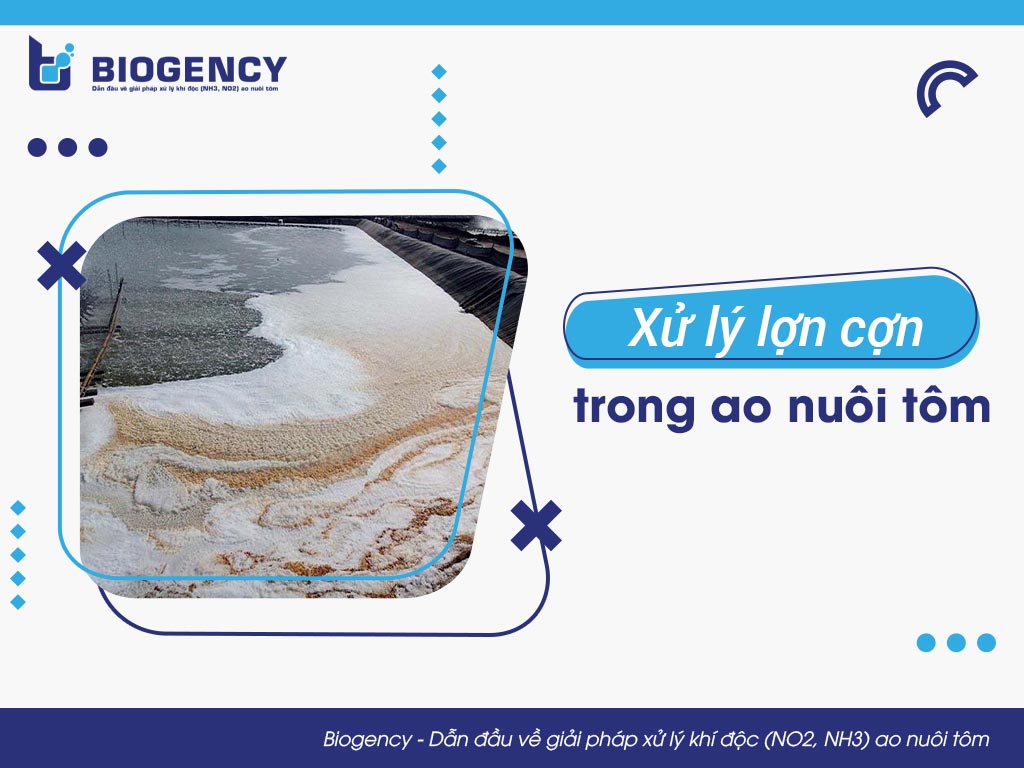 Xử lý lợn cợn trong ao nuôi tôm