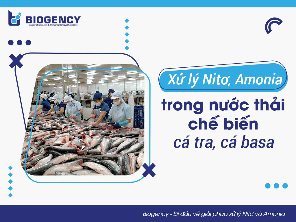Xử lý Nitơ, Amonia trong nước thải chế biến cá tra, cá basa