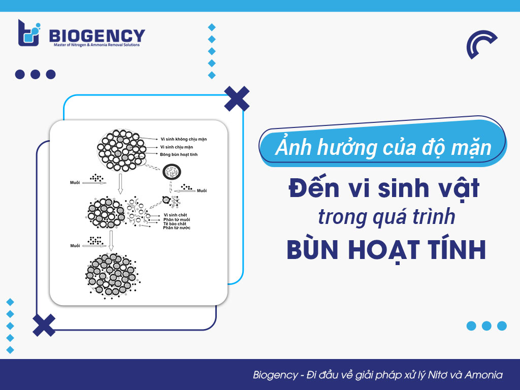 Ảnh hưởng của độ mặn đến vi sinh vật trong quá trình bùn hoạt tính