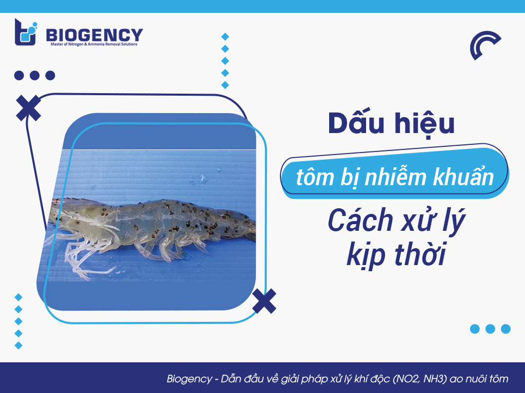 Dấu hiệu tôm bị nhiễm khuẩn và cách xử lý kịp thời 