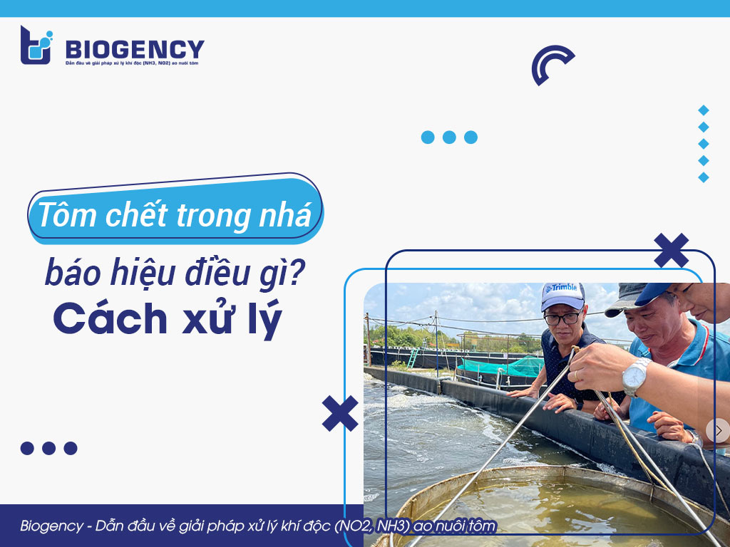 Tôm chết trong nhá báo hiệu điều gì? Cách xử lý