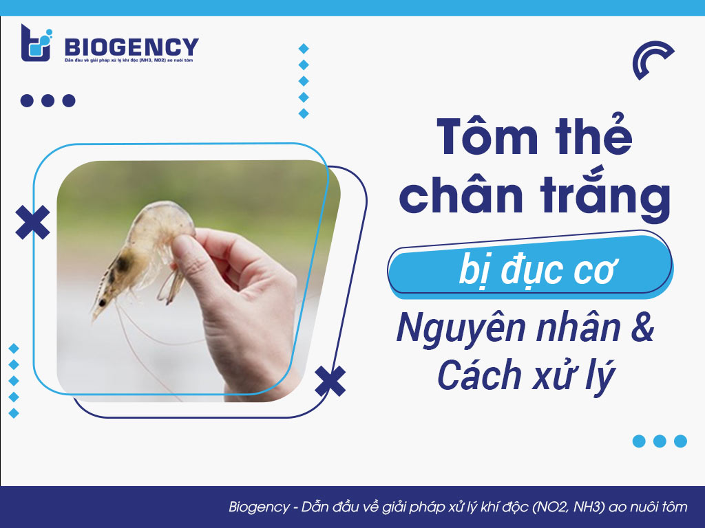 Tôm thẻ chân trắng bị đục cơ: Nguyên nhân và cách xử lý