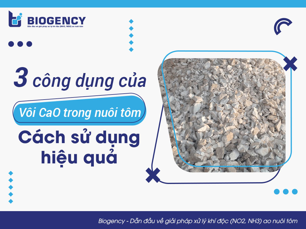 3 công dụng của vôi CaO trong nuôi tôm và cách sử dụng hiệu quả