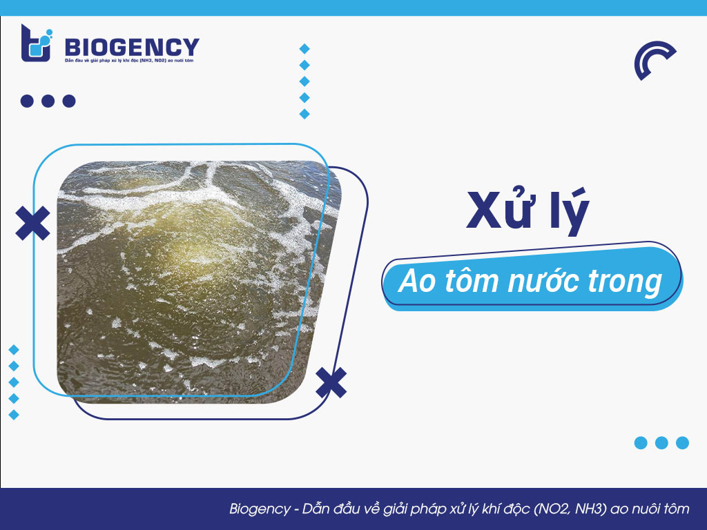 Xử lý ao tôm nước trong