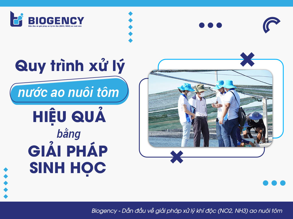 Quy trình xử lý nước ao nuôi tôm hiệu quả bằng giải pháp sinh học