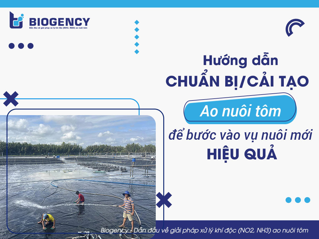 Hướng dẫn chuẩn bị/cải tạo ao nuôi tôm để bước vào vụ nuôi mới hiệu quả