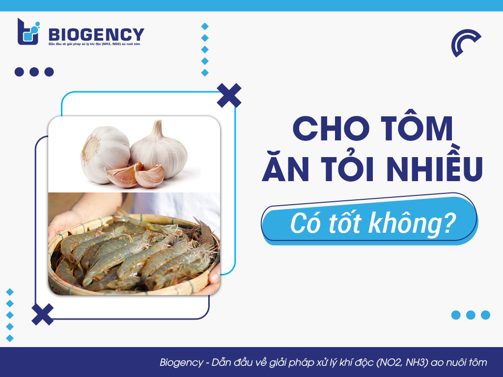 Cho tôm ăn tỏi nhiều có tốt không?