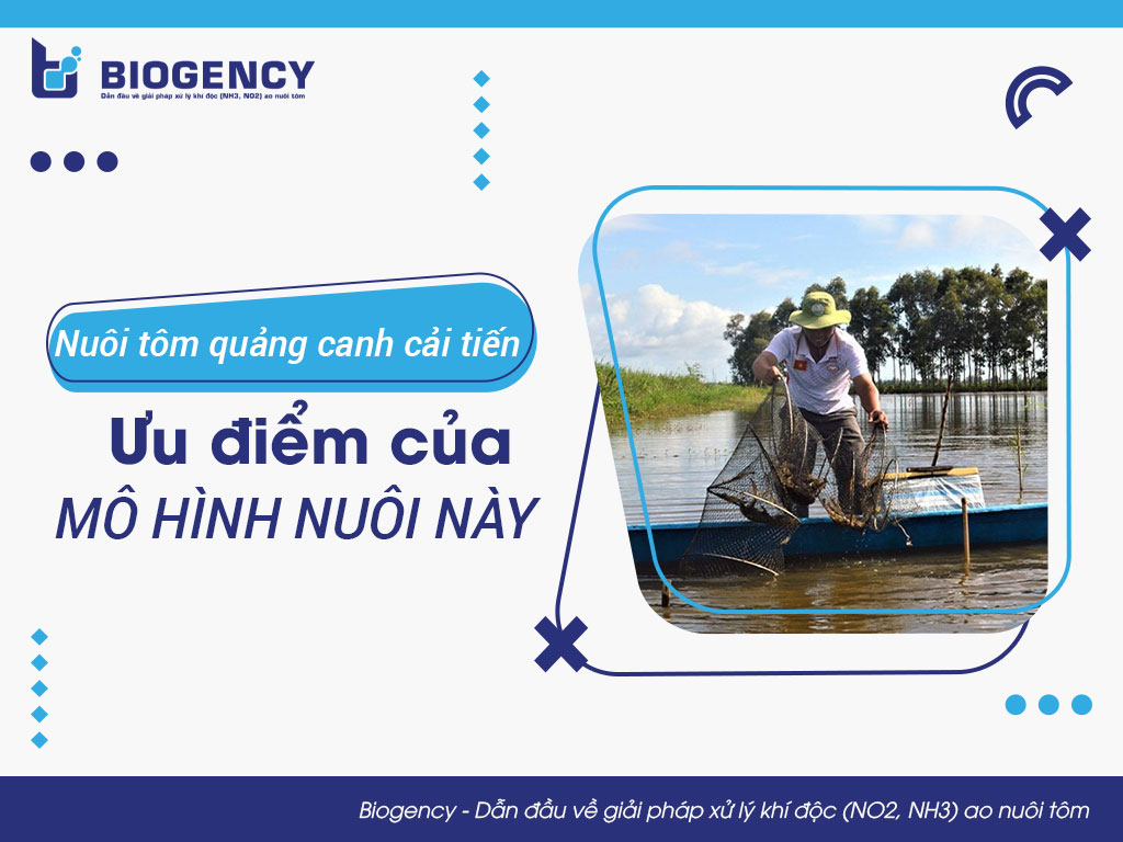 Nuôi tôm quảng canh cải tiến là gì? Ưu điểm của mô hình nuôi này