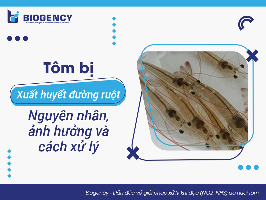Tôm bị xuất huyết đường ruột: Nguyên nhân, ảnh hưởng và cách xử lý