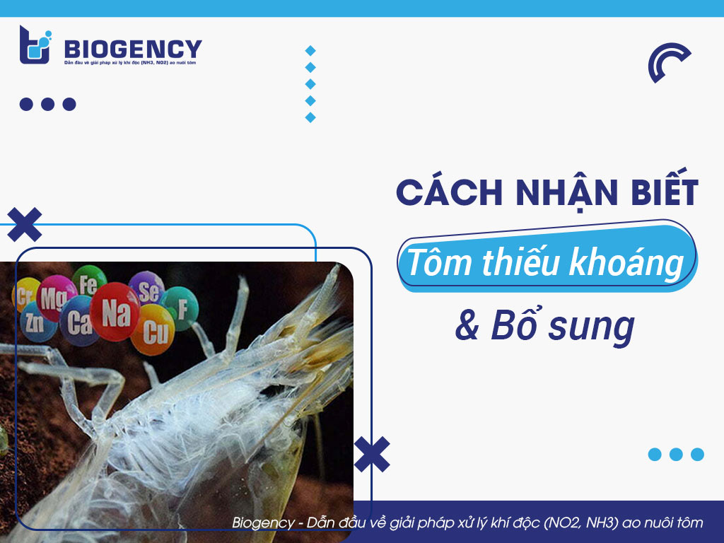Cách nhận biết tôm thiếu khoáng và bổ sung