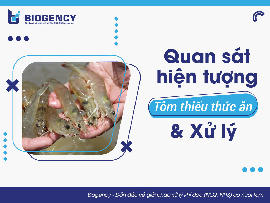 Quan sát hiện tượng tôm thiếu thức ăn và xử lý