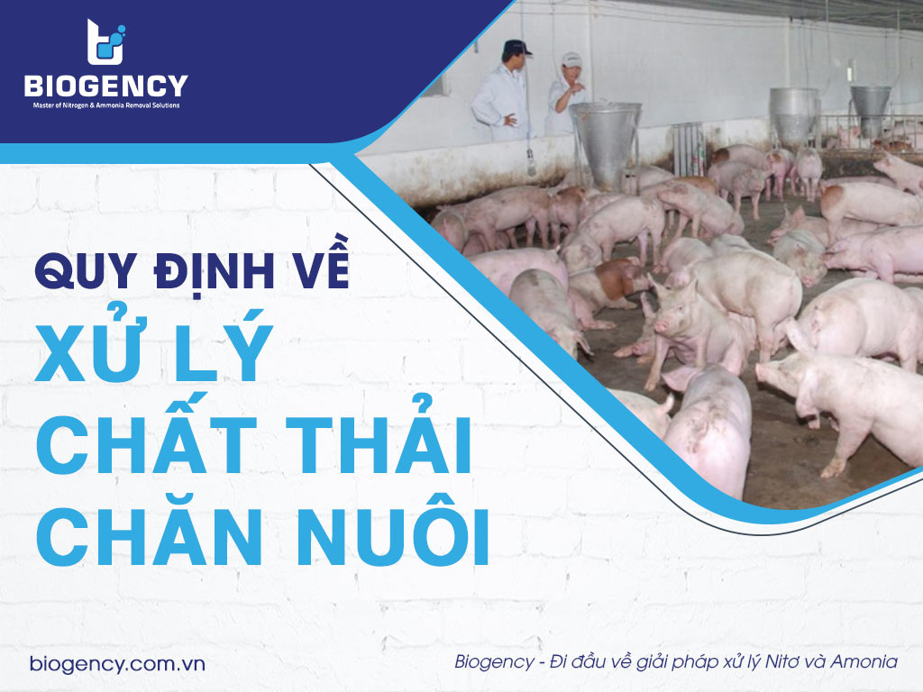 Quy định về xử lý chất thải chăn nuôi