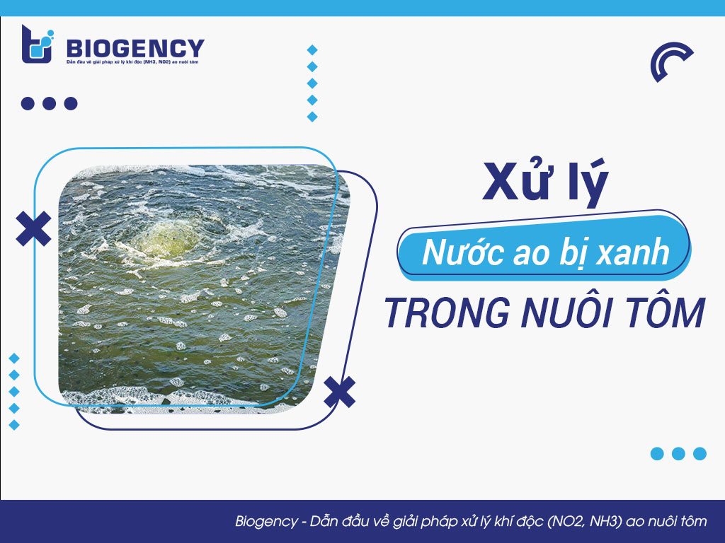 Xử lý nước ao bị xanh trong nuôi tôm