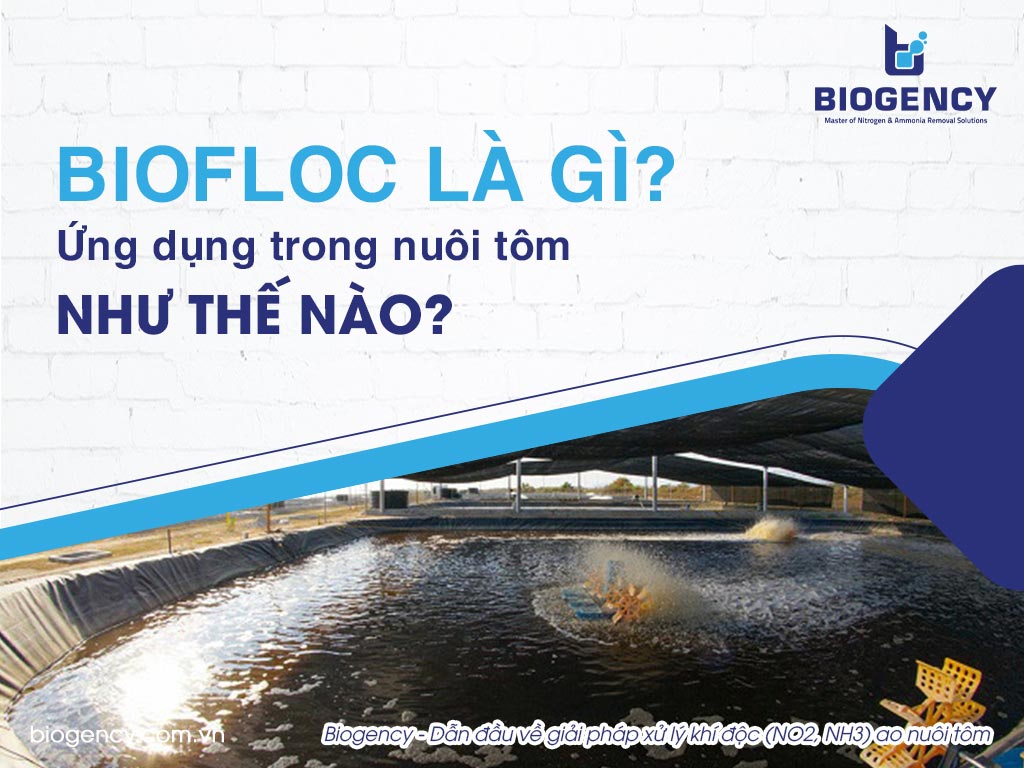 Ứng Dụng Tương Lai Của Biofloc