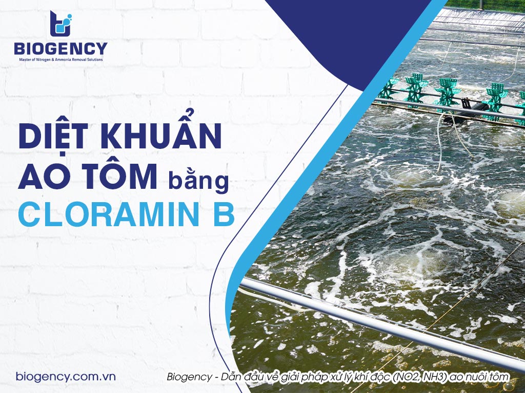 Diệt khuẩn ao tôm bằng Cloramin B