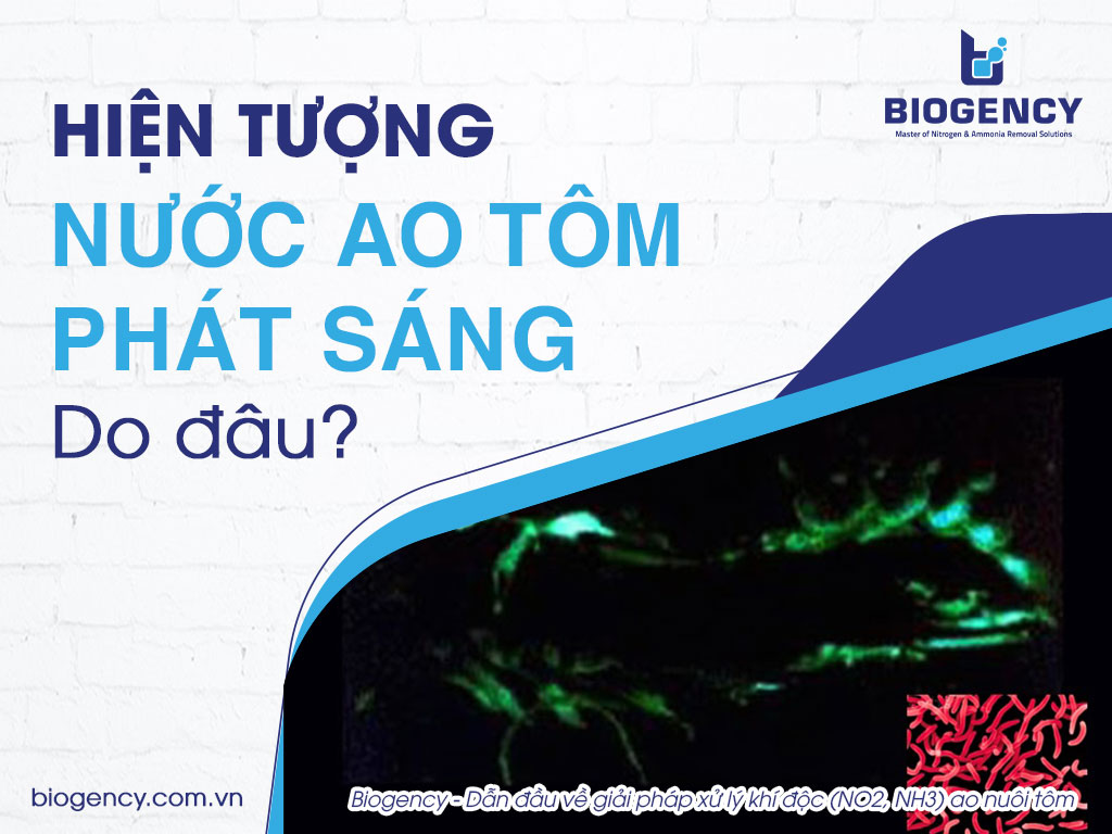 Hiện tượng nước ao tôm phát sáng do đâu?