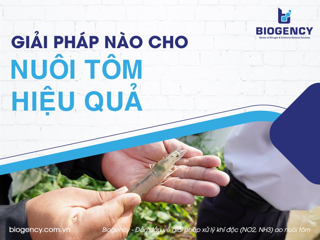 Giải pháp nào cho nuôi tôm hiệu quả?