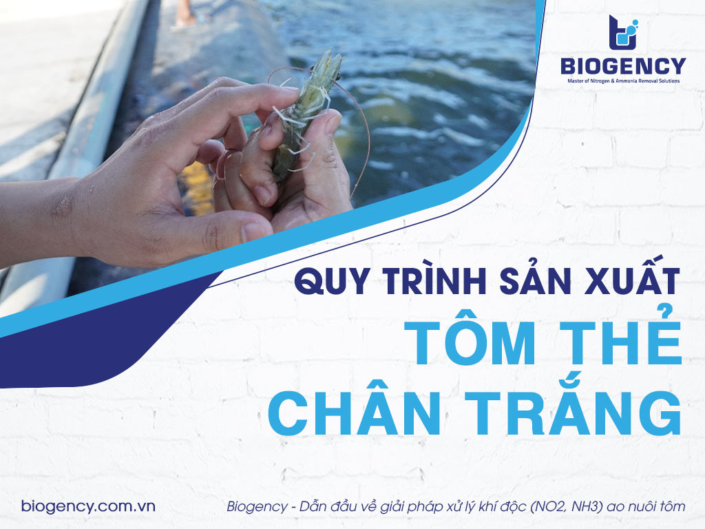 Quy trình sản xuất tôm thẻ chân trắng