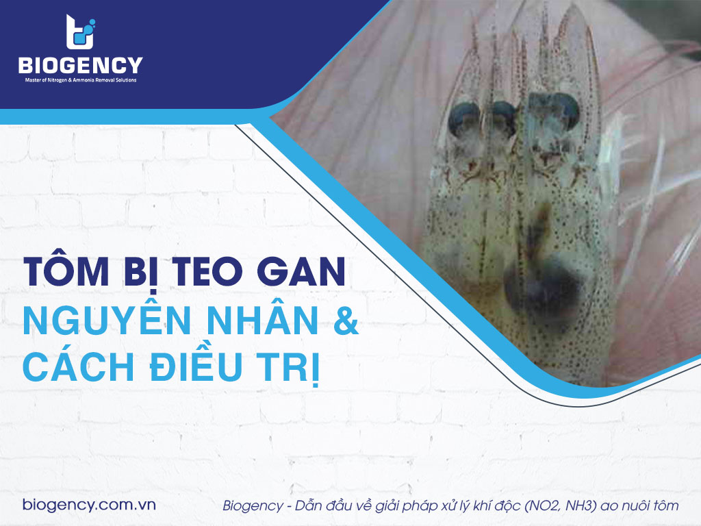 Tôm bị teo gan: Nguyên nhân do đâu? Cách điều trị