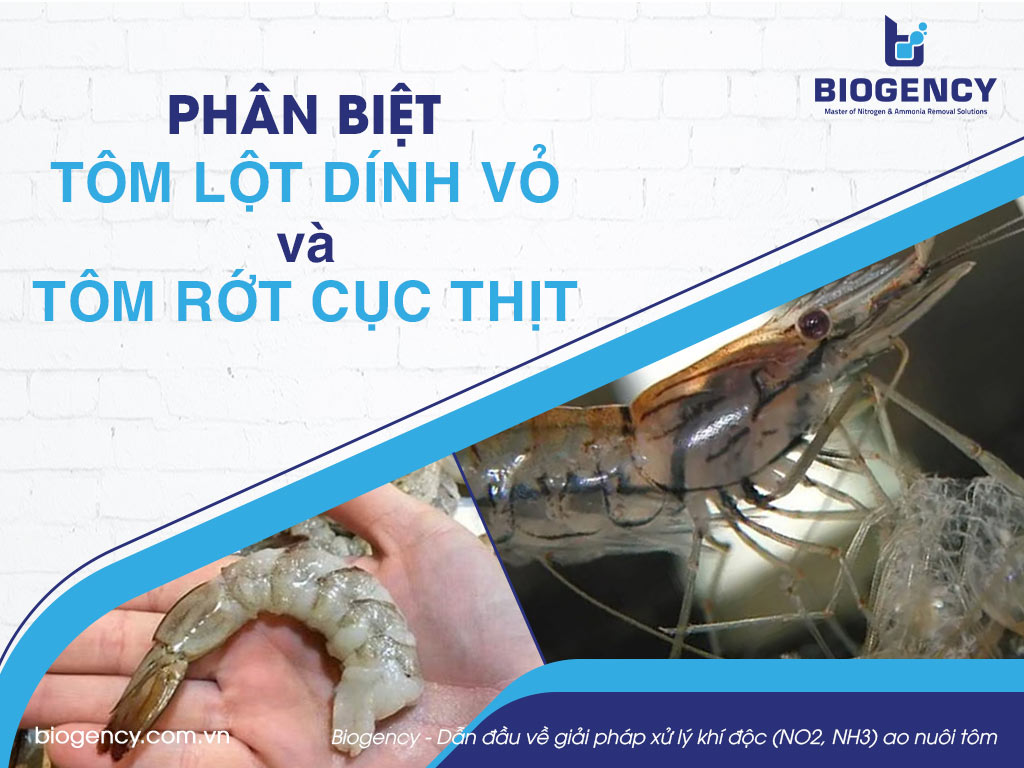 Phân biệt tôm lột dính vỏ và tôm rớt cục thịt
