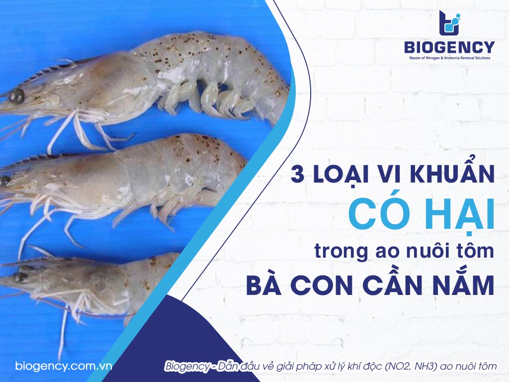 3 loại vi khuẩn có hại trong ao nuôi tôm bà con cần nắm