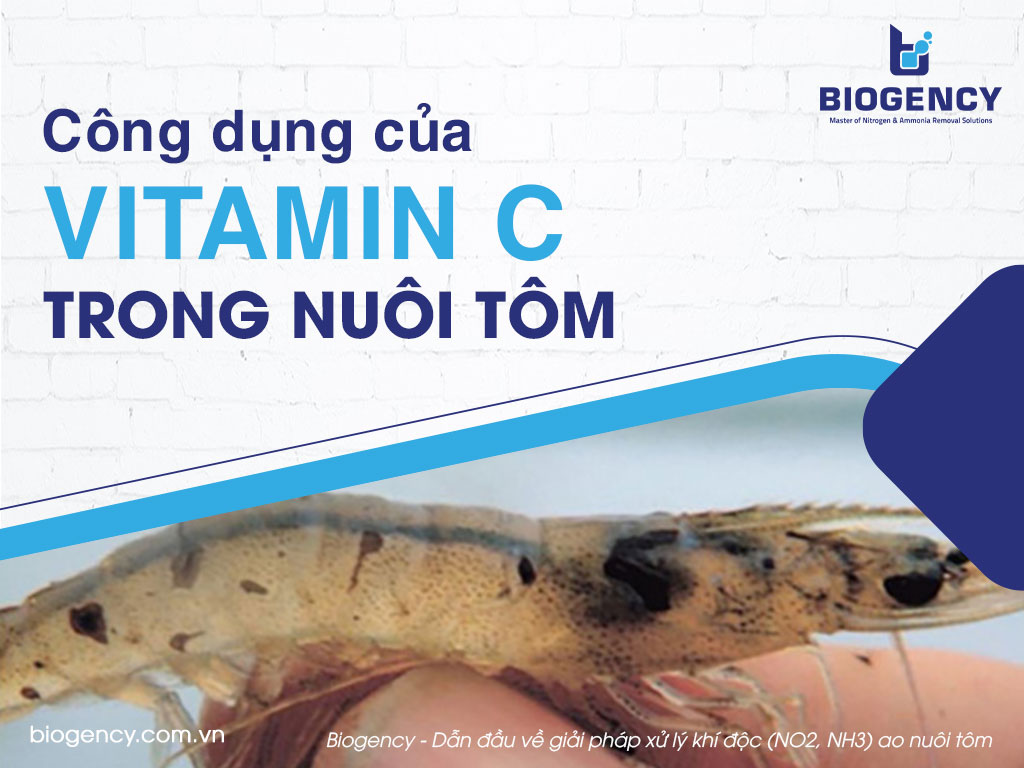 Công dụng của Vitamin C trong nuôi tôm