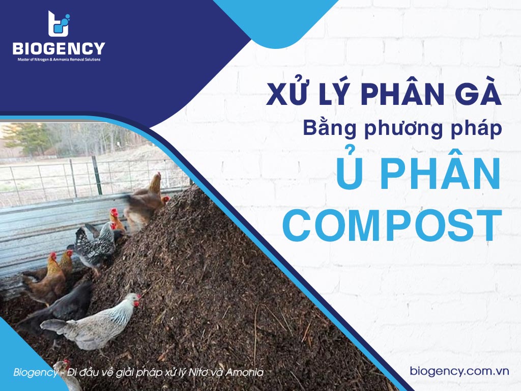 Xử lý phân gà bằng phương pháp ủ phân Compost