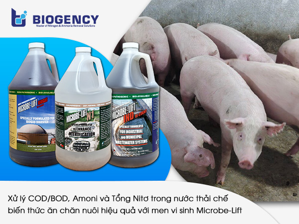 [BIOGENCY] Giải pháp: Xử lý nước thải chế biến thức ăn chăn nuôi