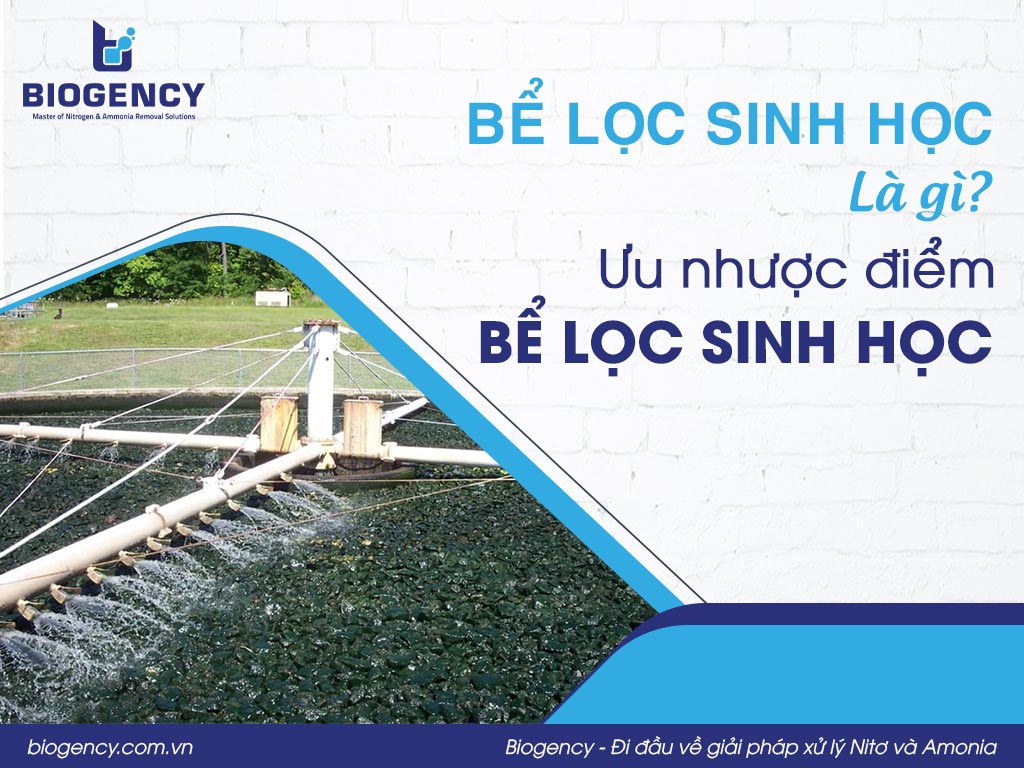 Bể lọc sinh học là gì? Ưu nhược điểm bể lọc sinh học