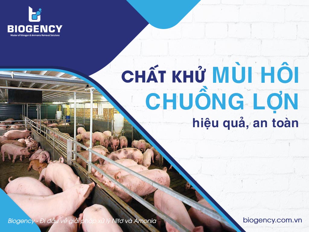 Chất khử mùi hôi chuồng lợn hiệu quả, an toàn
