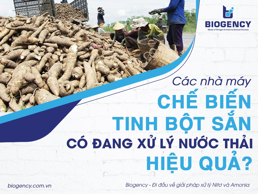 Các nhà máy chế biến tinh bột sắn có đang xử lý nước thải hiệu quả?