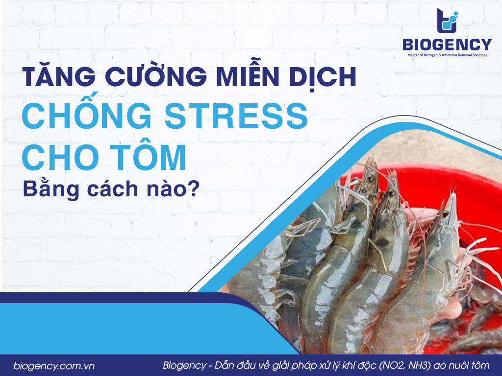 Tăng cường miễn dịch và chống stress cho tôm bằng cách nào?