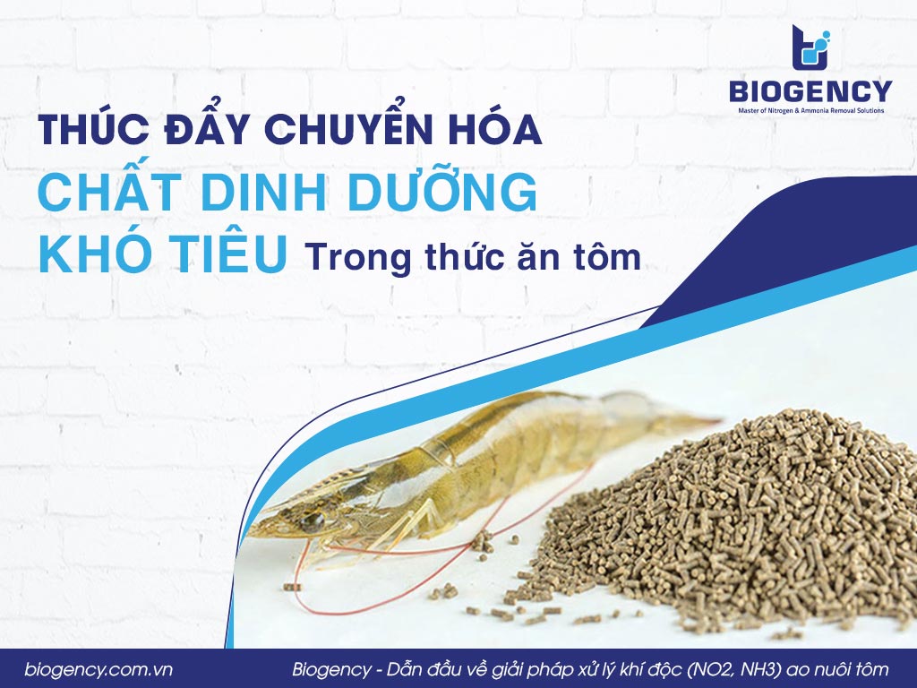 Thúc đẩy chuyển hóa chất dinh dưỡng khó tiêu trong thức ăn tôm