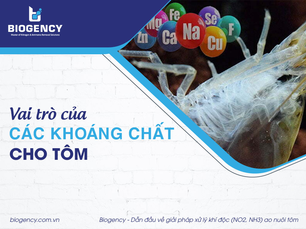 Vai trò của các khoáng chất cho tôm