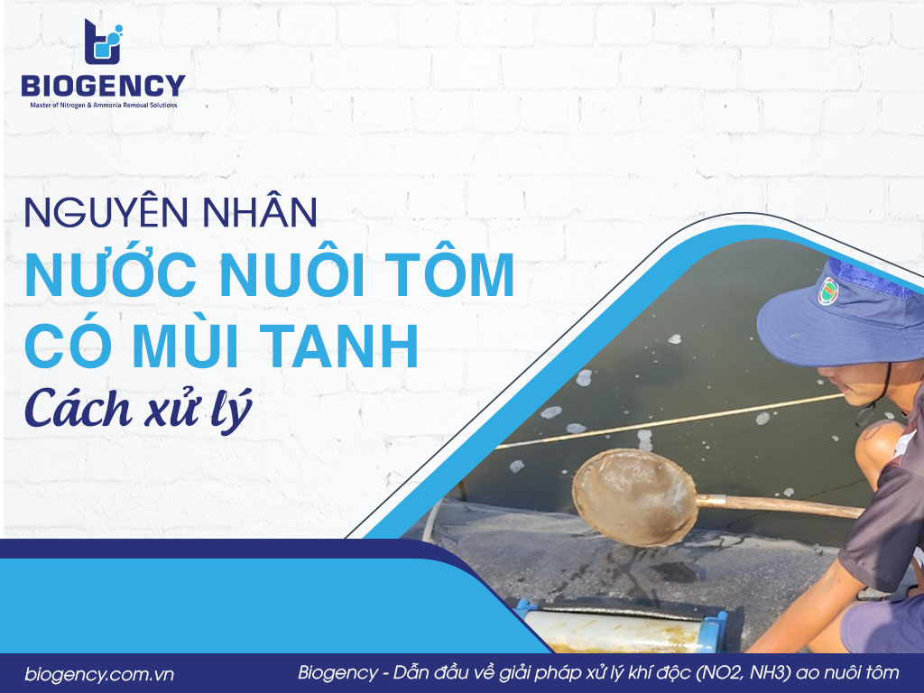 Nguyên nhân nước nuôi tôm có mùi tanh? Cách xử lý
