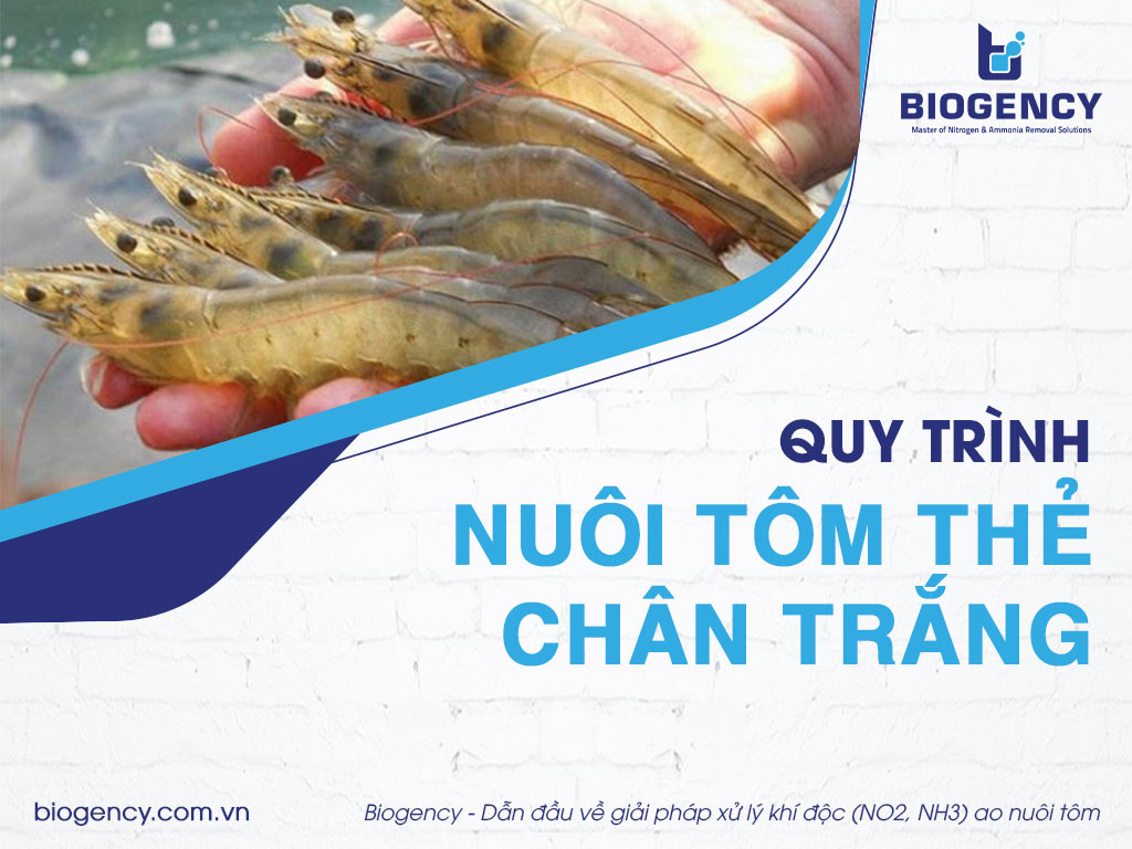Quy trình nuôi tôm thẻ chân trắng