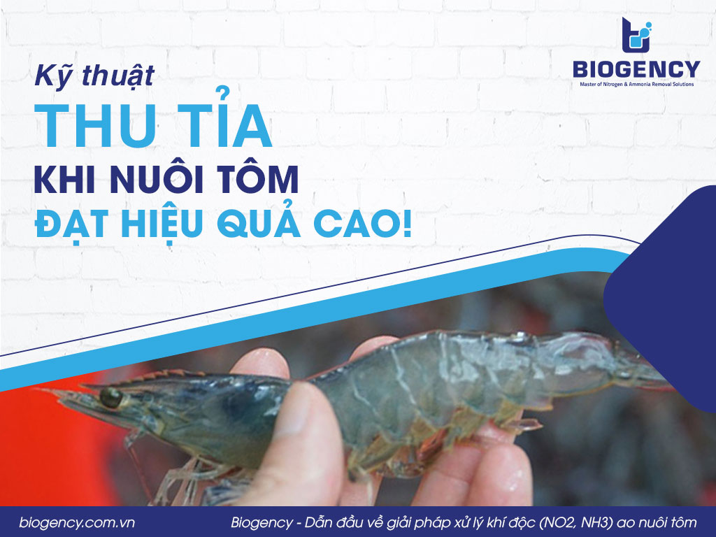 Kỹ thuật thu tỉa khi nuôi tôm đạt hiệu quả cao!