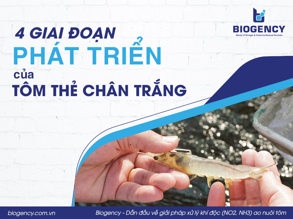 4 giai đoạn phát triển của tôm thẻ chân trắng