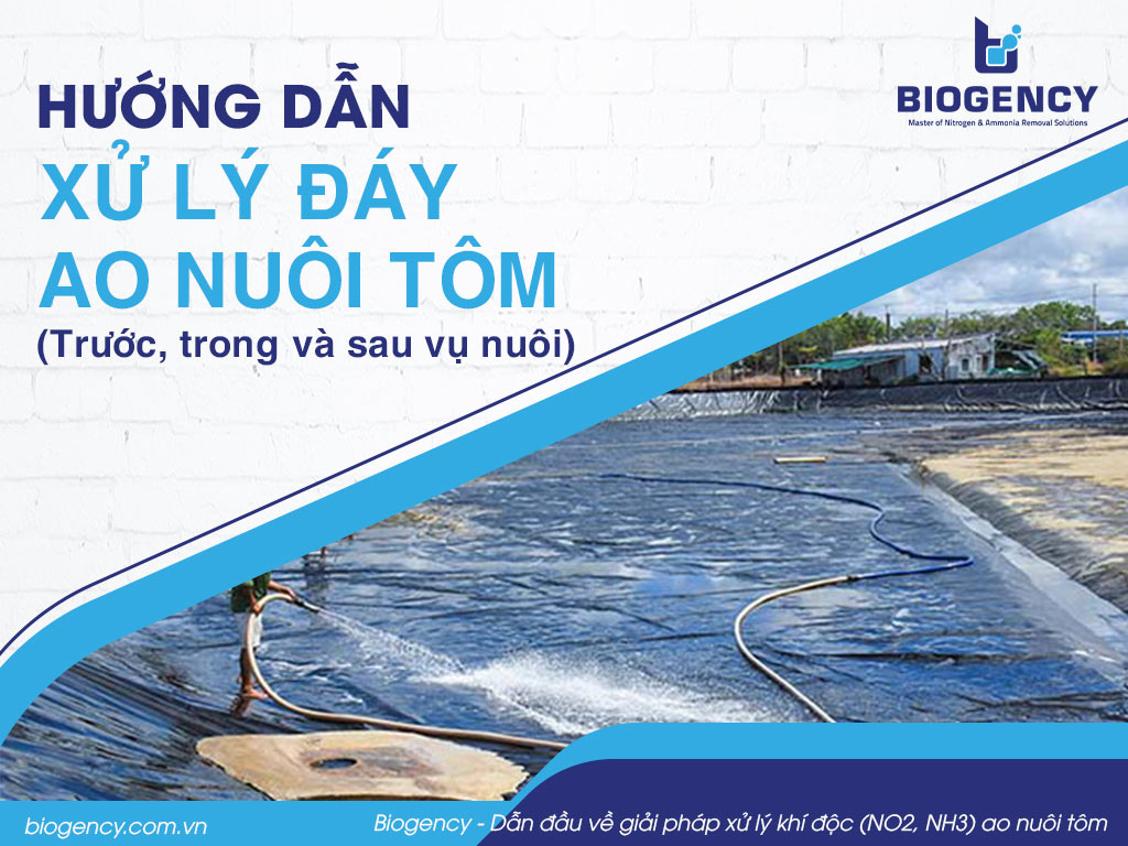 Hướng dẫn xử lý đáy ao nuôi tôm (trước, trong và sau vụ nuôi)