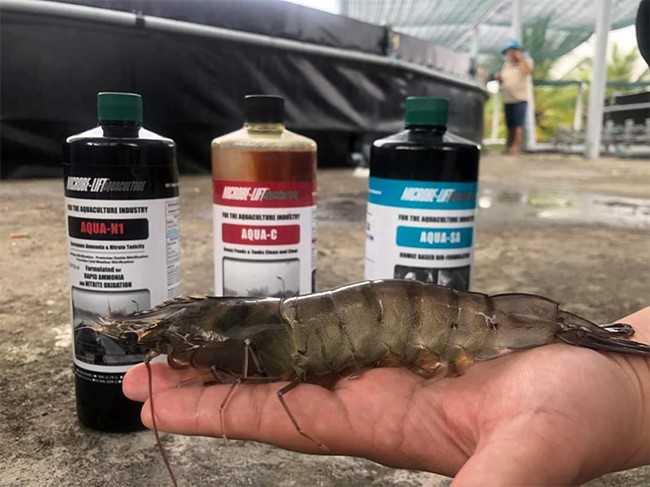 [VietShrimp 2024] BIOGENCY cùng thông điệp: “Kiểm soát chất lượng nước và khí độc suốt vụ nuôi”