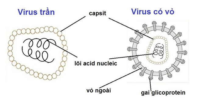 Virus, vi khuẩn là gì? Phân biệt Virus và vi khuẩn Virus, vi khuẩn là gì? Phân biệt Virus và vi khuẩn