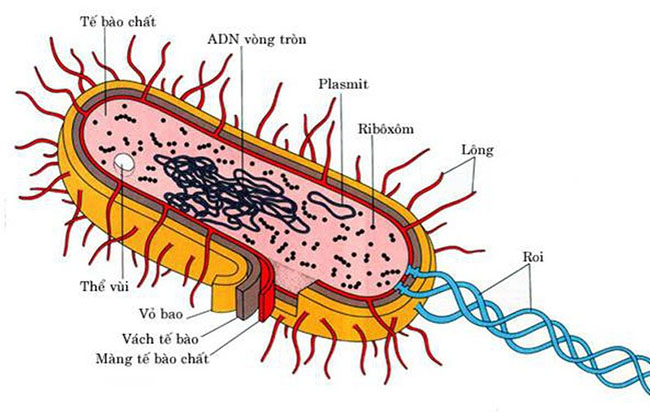 Virus, vi khuẩn là gì? Phân biệt Virus và vi khuẩn Virus, vi khuẩn là gì? Phân biệt Virus và vi khuẩn