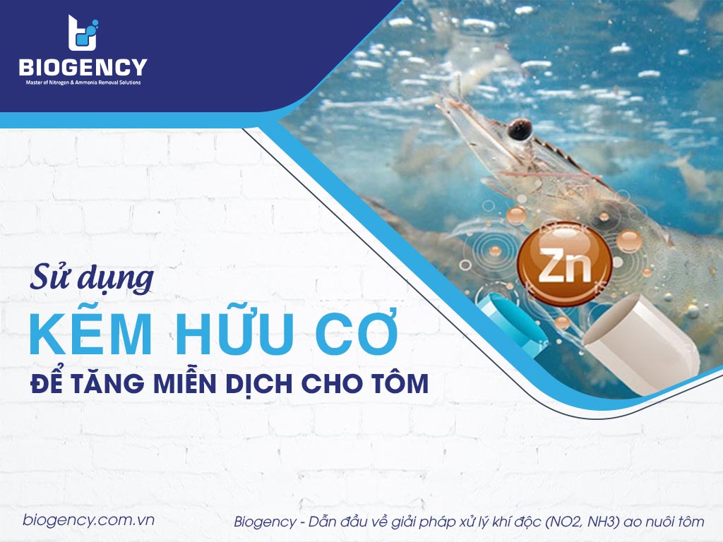 Sử dụng kẽm hữu cơ để tăng miễn dịch cho tôm
