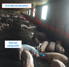 Xử lý chất thải khi chăn nuôi heo quy mô lớn