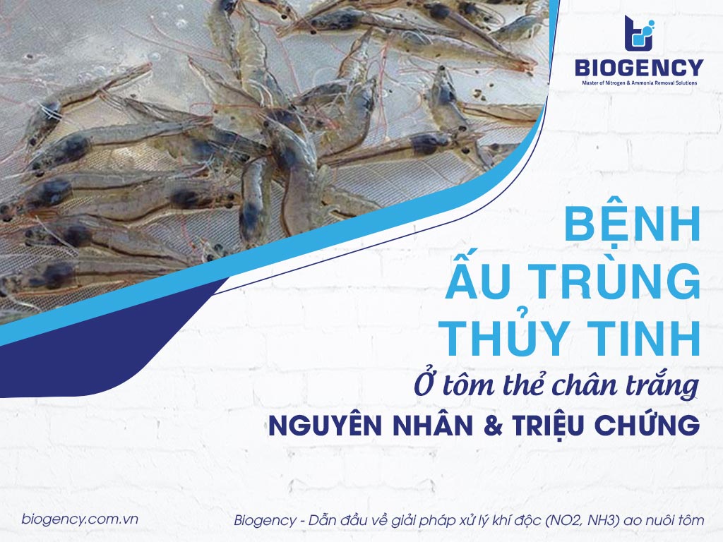 Bệnh ấu trùng thủy tinh ở tôm thẻ chân trắng. Nguyên nhân và triệu chứng