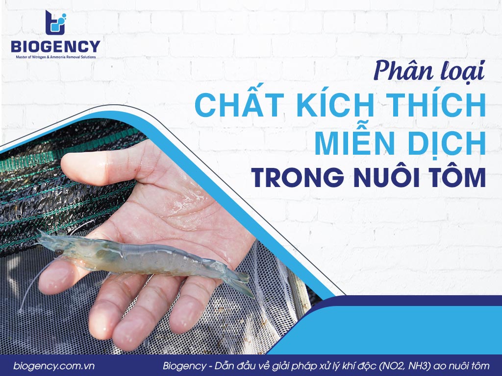 Phân loại chất kích thích miễn dịch trong nuôi tôm